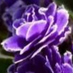 Meet your Posher, Jen